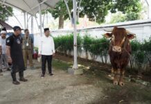 Pemkab Karawang Salurkan Sapi Kurban Presiden 1,2 Ton untuk Warga Utara