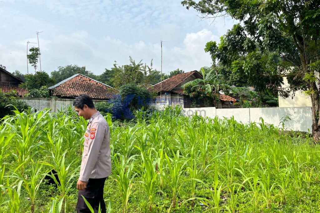 Caption: Satlantas Polres Karawang Turun ke Lahan Jagung, Kawal Program Ketahanan Pangan Nasional